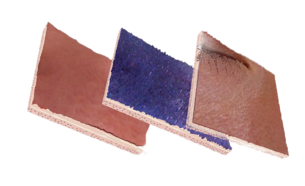 DermaScan 3D Skin Visualization(1) DermaScan 3D Skin Visualization(1)